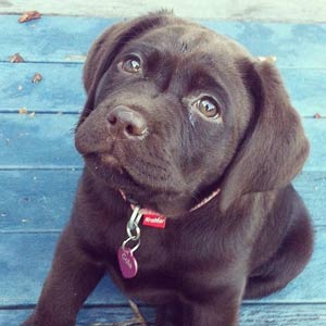 Heart-Shaped Dog Collar
