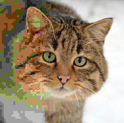 Image Quality Loss Due to Compression Image Quality Loss Due to Compression